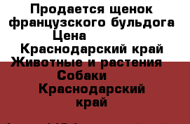 Продается щенок французского бульдога › Цена ­ 25 000 - Краснодарский край Животные и растения » Собаки   . Краснодарский край